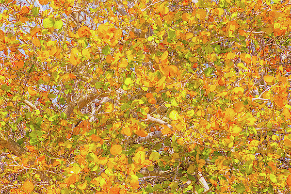 Autumn in Florida by Gene Norris Autumn in Florida by Gene Norris